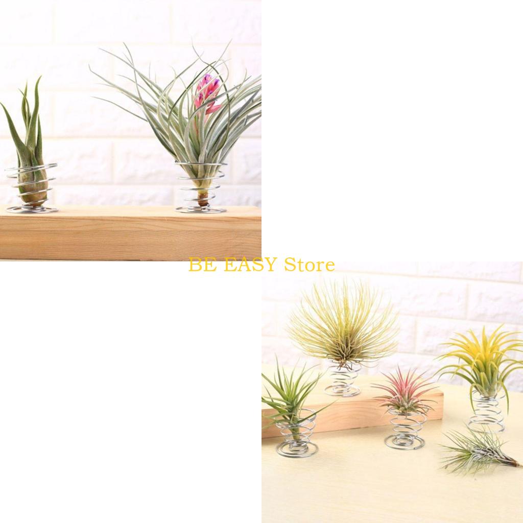 Air Plant Tillandsia - E28F Set mit 20 lebenden tropischen