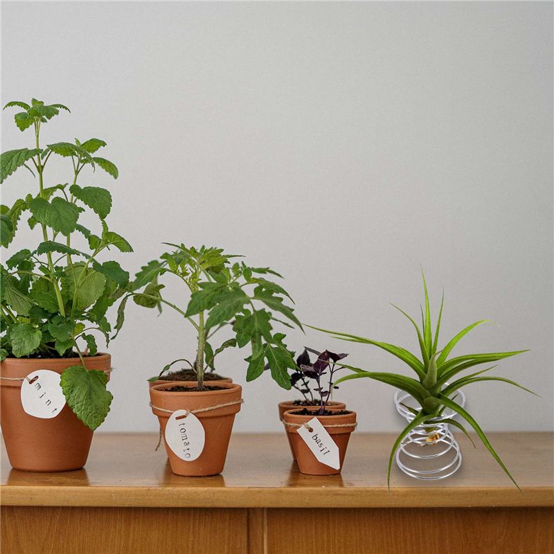 Air Plant Tillandsia - Bestseller - 6-teiliges Set Luftpflanzenständer, Tillandsia-Halter