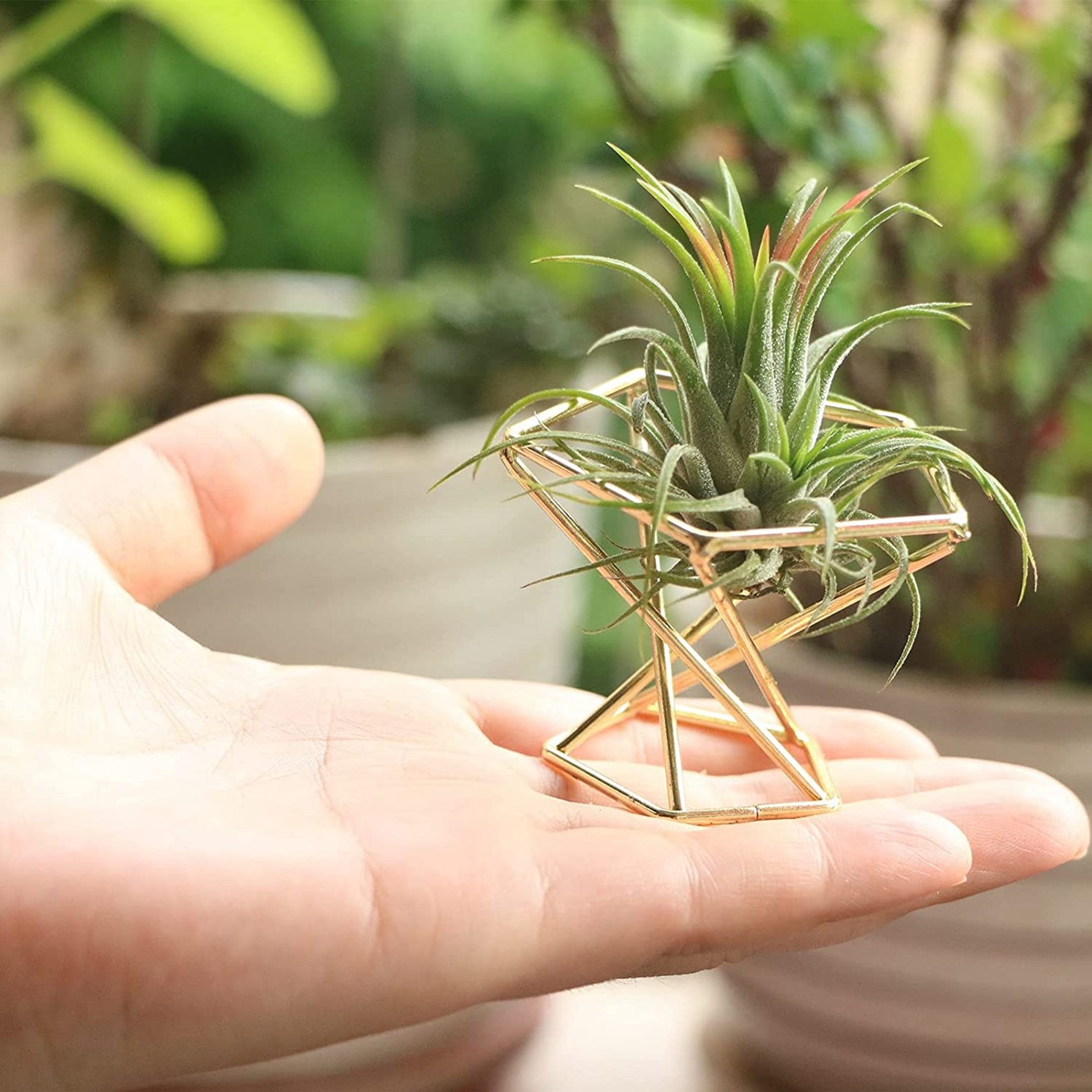 6 Stück geometrische Luftpflan – Air Plant Tillandsia Bewertung und Preis