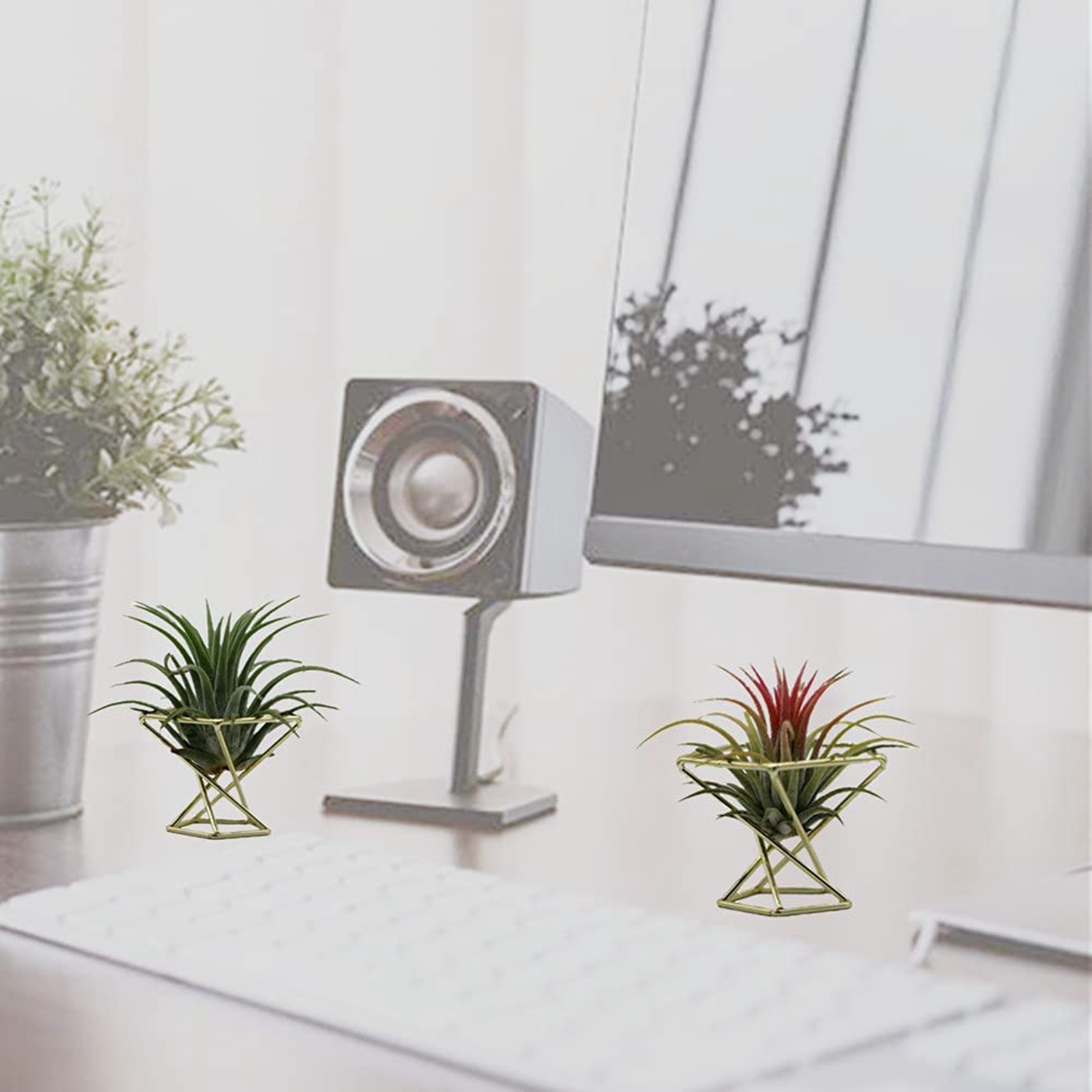 6 Stück geometrische Luftpflan – Air Plant Tillandsia Bewertung und Preis