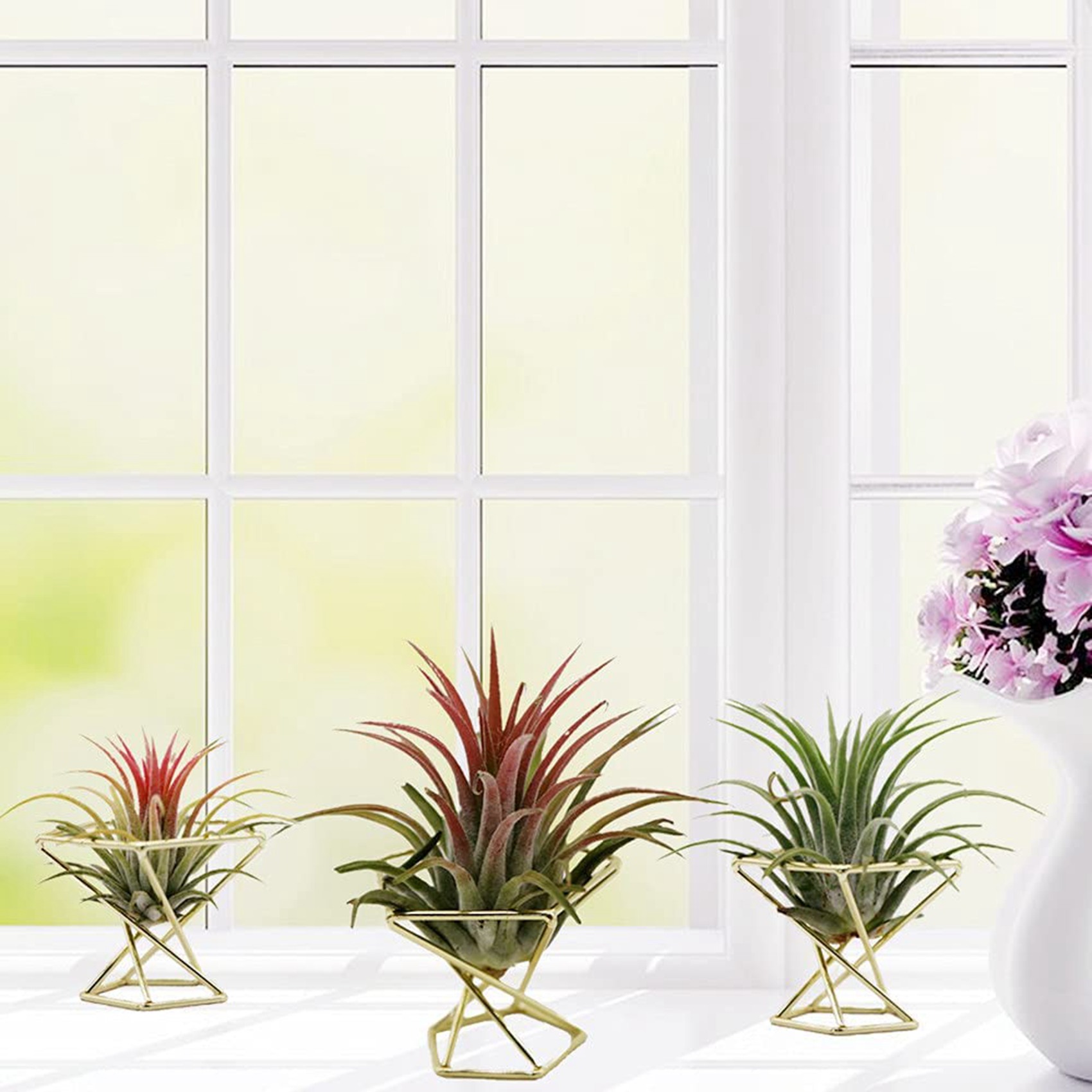 SYW-8-teiliges Set Geometrisch – Air Plant Tillandsia Bewertung und Preis