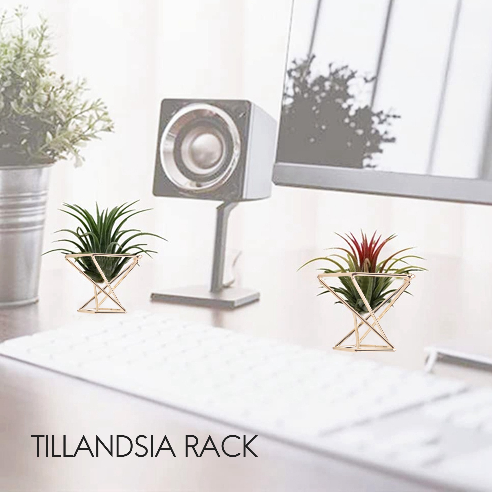 A26F-3 Pcs Geometrische Air Pl – Air Plant Tillandsia Bewertung und Preis