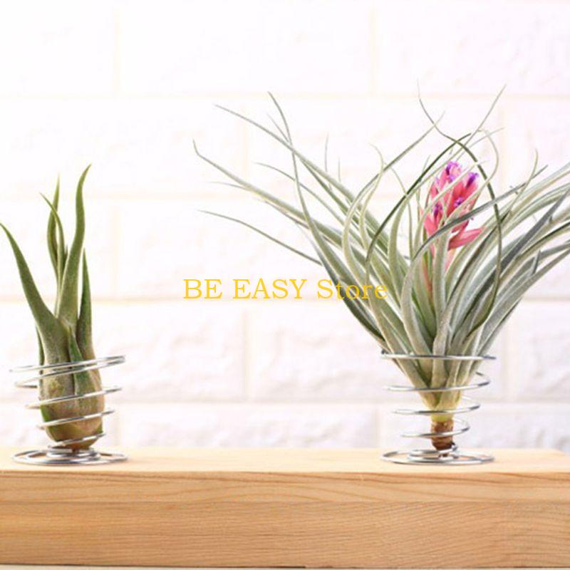 E28F Set mit 20 lebenden tropi – Air Plant Tillandsia Bewertung und Preis