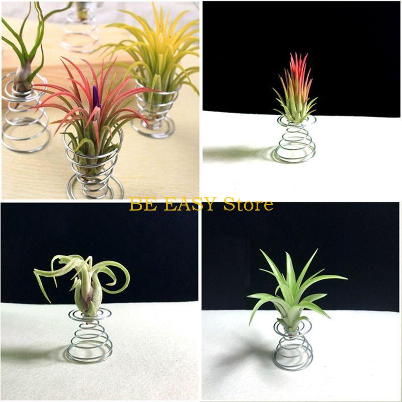 E28F Set mit 20 lebenden tropi – Air Plant Tillandsia Bewertung und Preis