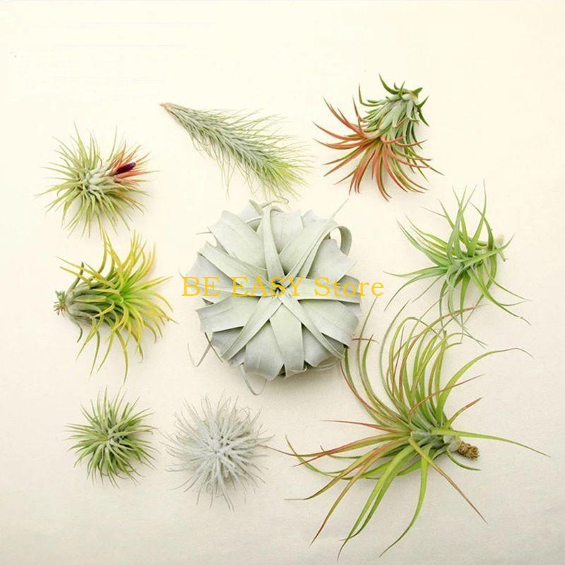 E28F Set mit 20 lebenden tropi – Air Plant Tillandsia Bewertung und Preis