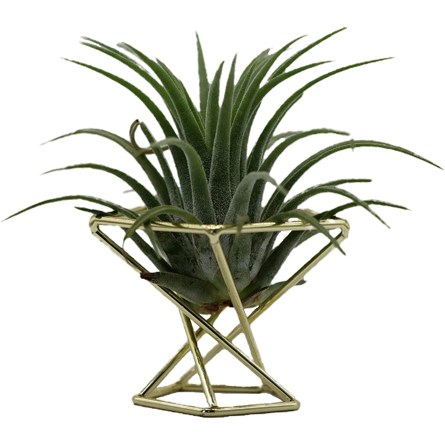 ETRT Geometrischer Luftpflanze – Air Plant Tillandsia Bewertung und Preis