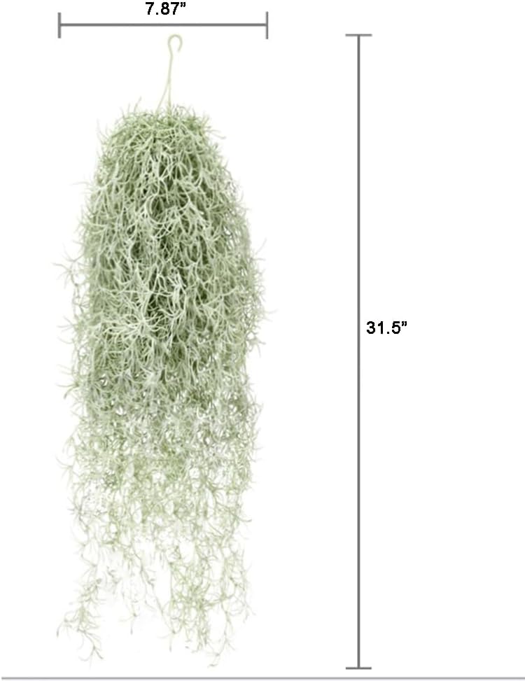 Künstliche Beflockung von Till – Air Plant Tillandsia Bewertung und Preis