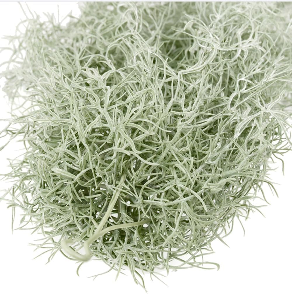 Künstliche Beflockung von Till – Air Plant Tillandsia Bewertung und Preis