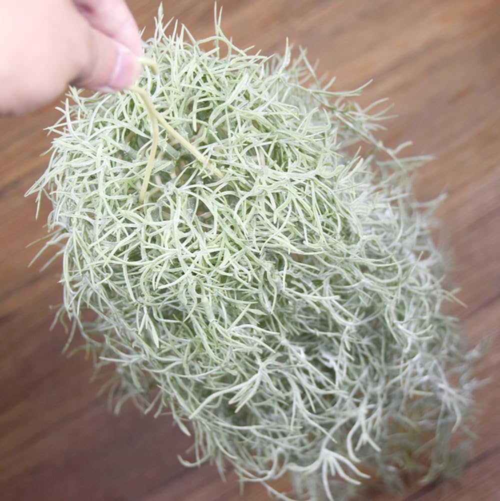 Künstliche Beflockung von Till – Air Plant Tillandsia Bewertung und Preis