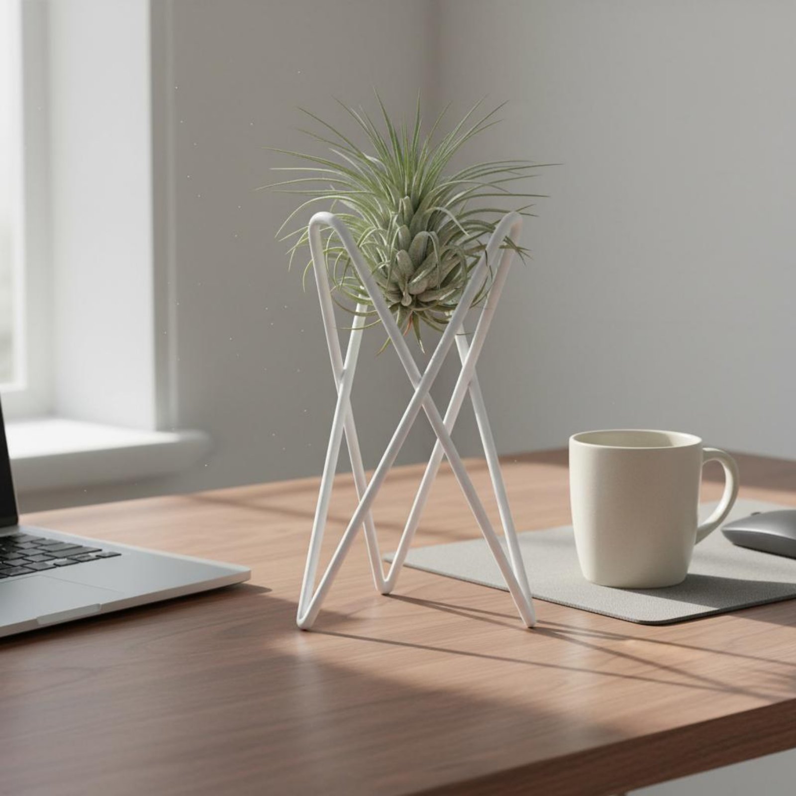 Luftpflanzenständer Minimalist – Air Plant Tillandsia Bewertung und Preis