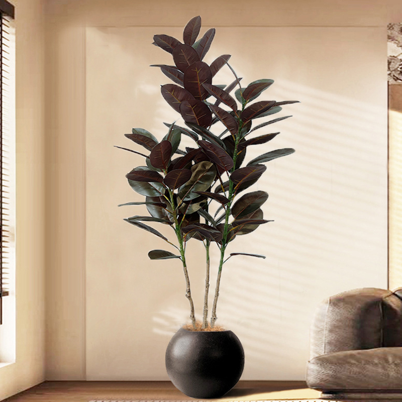 13–70 Zoll großer Ficus-Baum,  – Rubber Plant Ficus Bewertung und Preis
