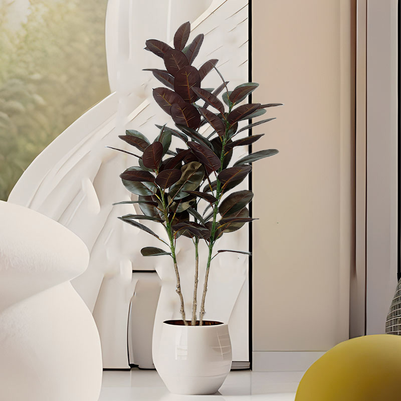 13–70 Zoll großer Ficus-Baum,  – Rubber Plant Ficus Bewertung und Preis