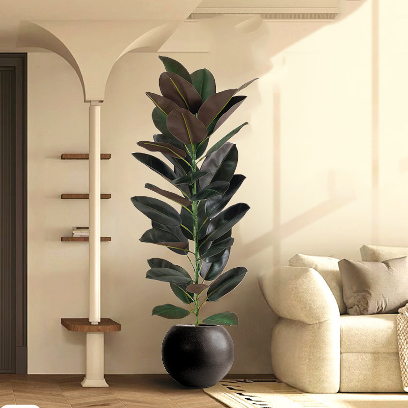 13–70 Zoll großer Ficus-Baum,  – Rubber Plant Ficus Bewertung und Preis