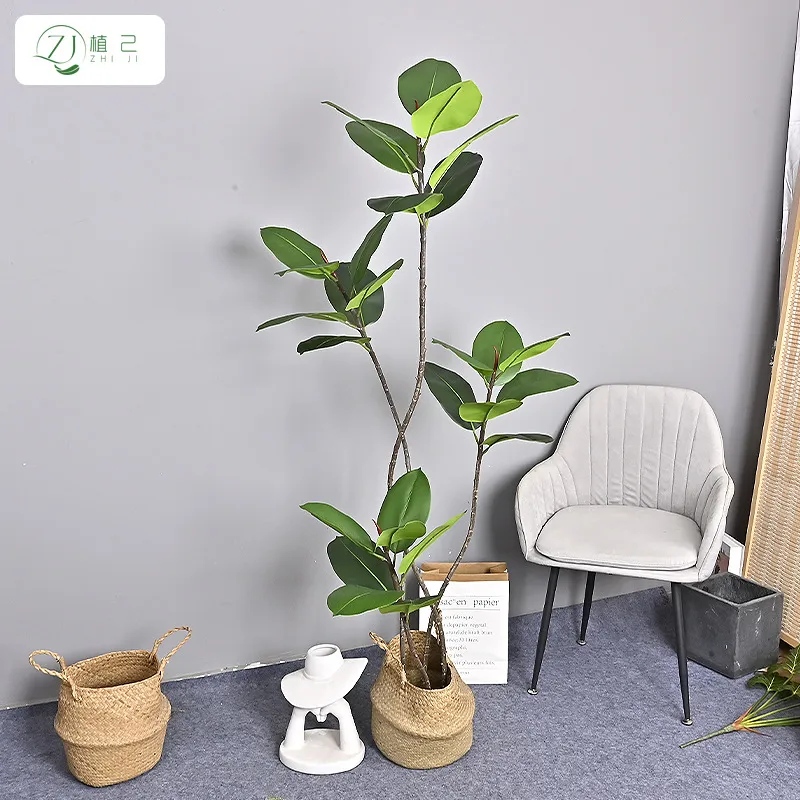 Simulierter Schwarzer Diamant- – Rubber Plant Ficus Bewertung und Preis