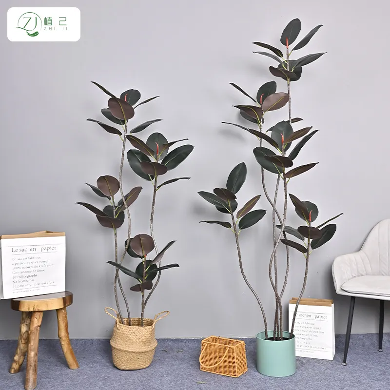 Simulierter Schwarzer Diamant- – Rubber Plant Ficus Bewertung und Preis
