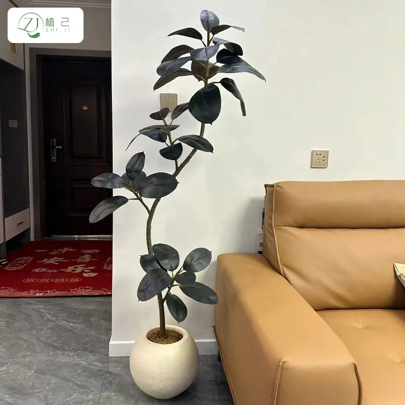 Simulierter Schwarzer Diamant- – Rubber Plant Ficus Bewertung und Preis