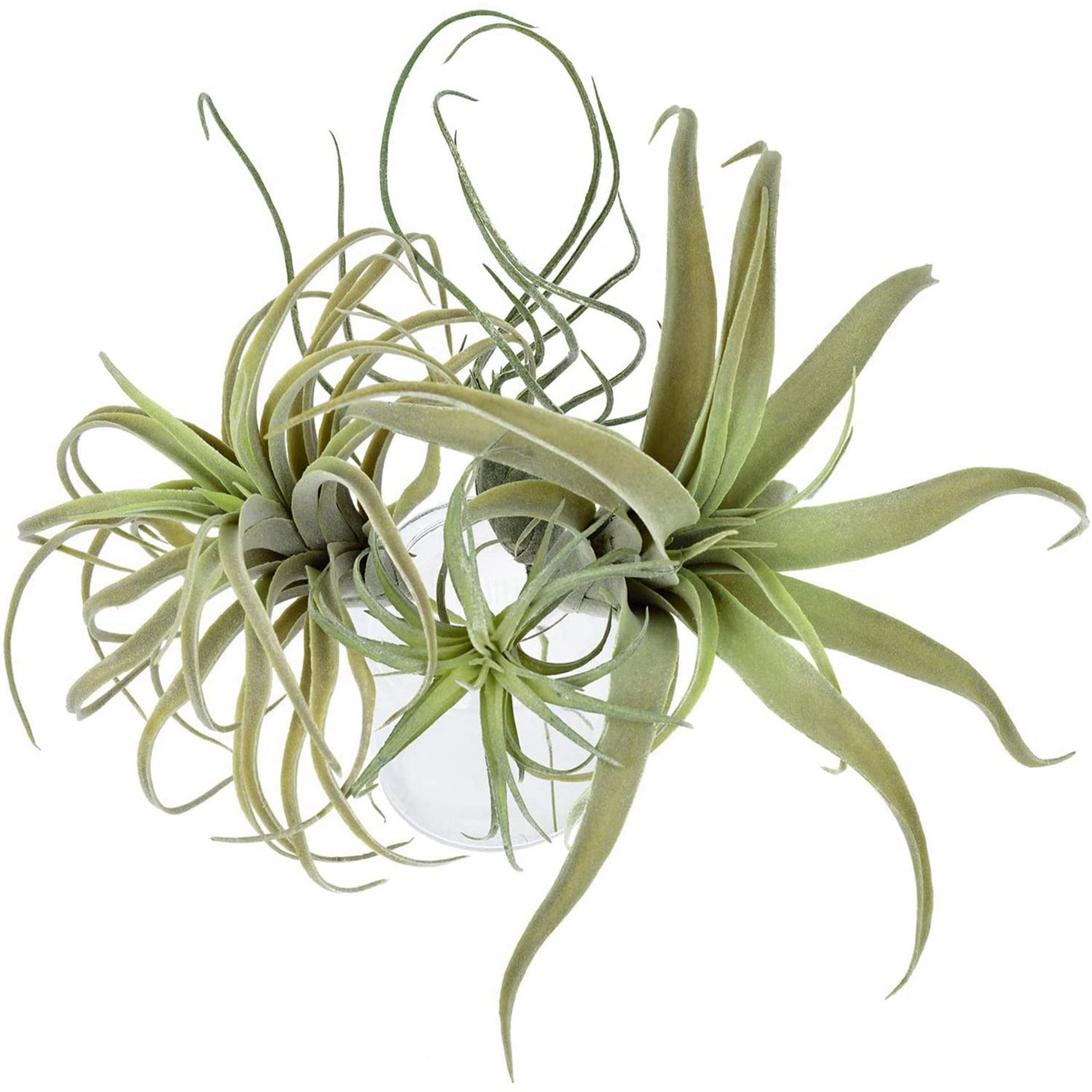 A95G 16 Stück künstliche Anana – Air Plant Tillandsia Bewertung und Preis