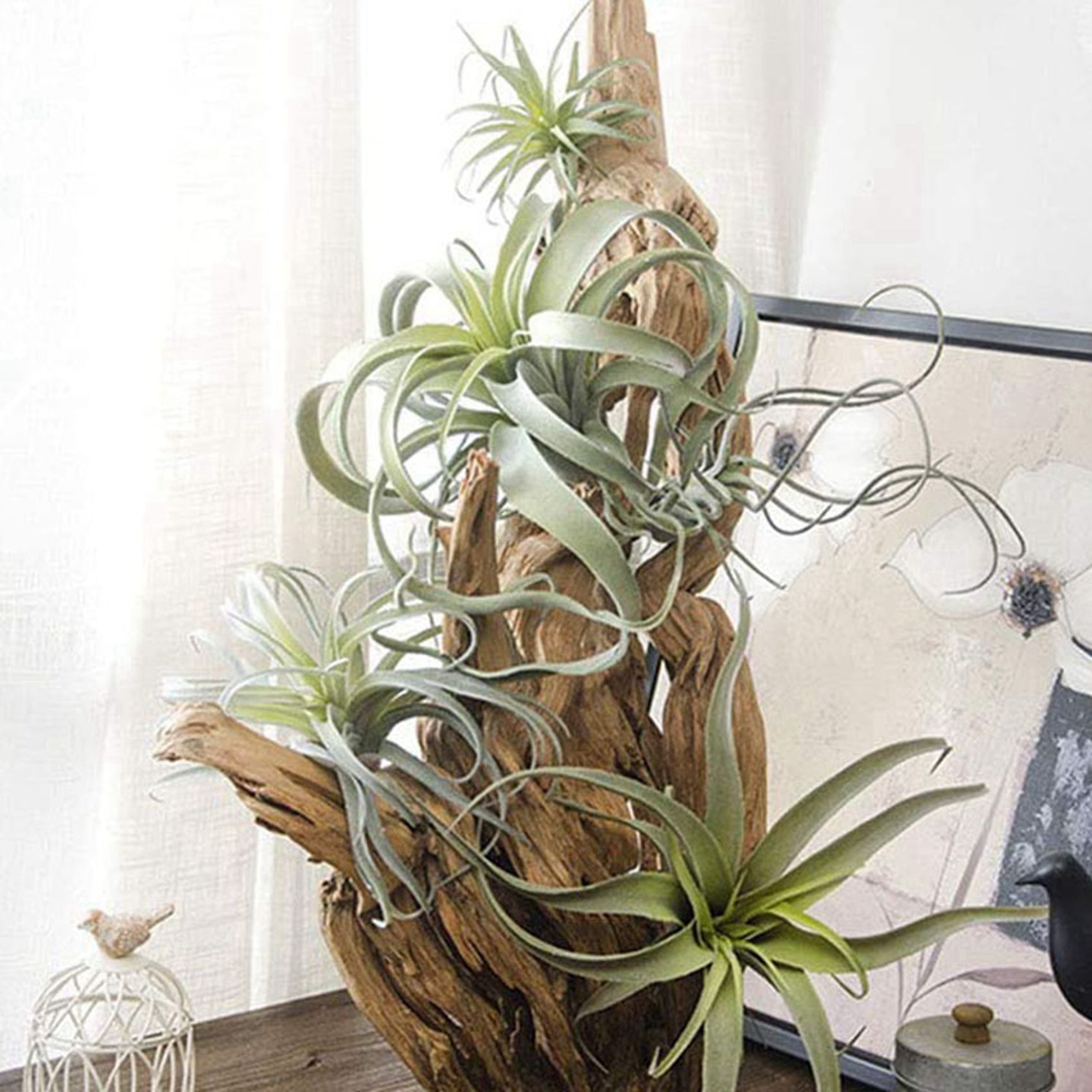 A95G 16 Stück künstliche Anana – Air Plant Tillandsia Bewertung und Preis