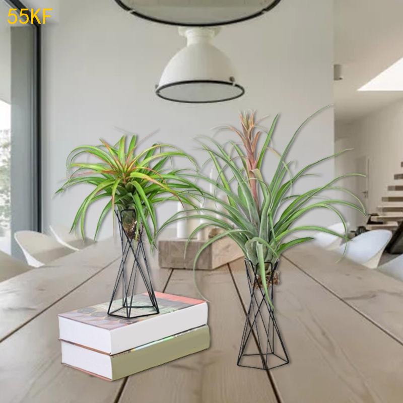 55 kF Nordic Air Pflanzenhalte – Air Plant Tillandsia Bewertung und Preis