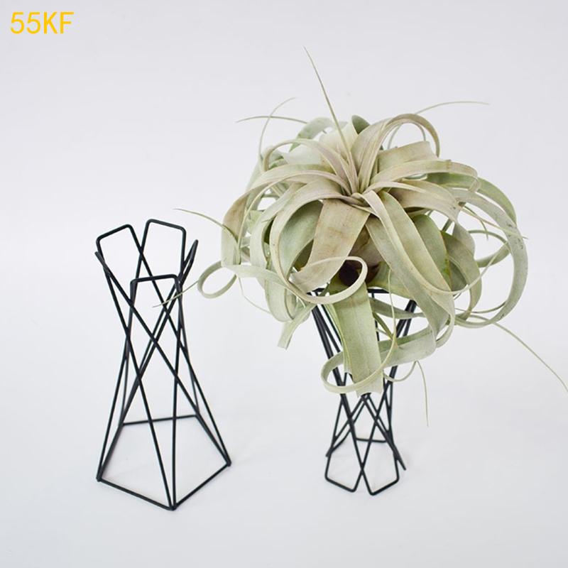 55 kF Nordic Air Pflanzenhalte – Air Plant Tillandsia Bewertung und Preis