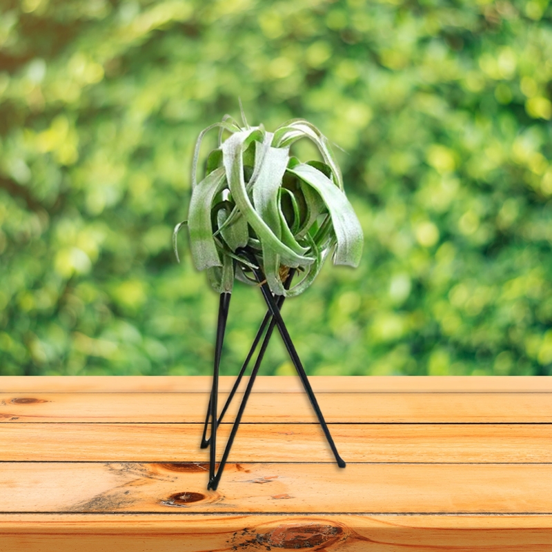 Luftpflanzenhalter Metall Blum – Air Plant Tillandsia Bewertung und Preis