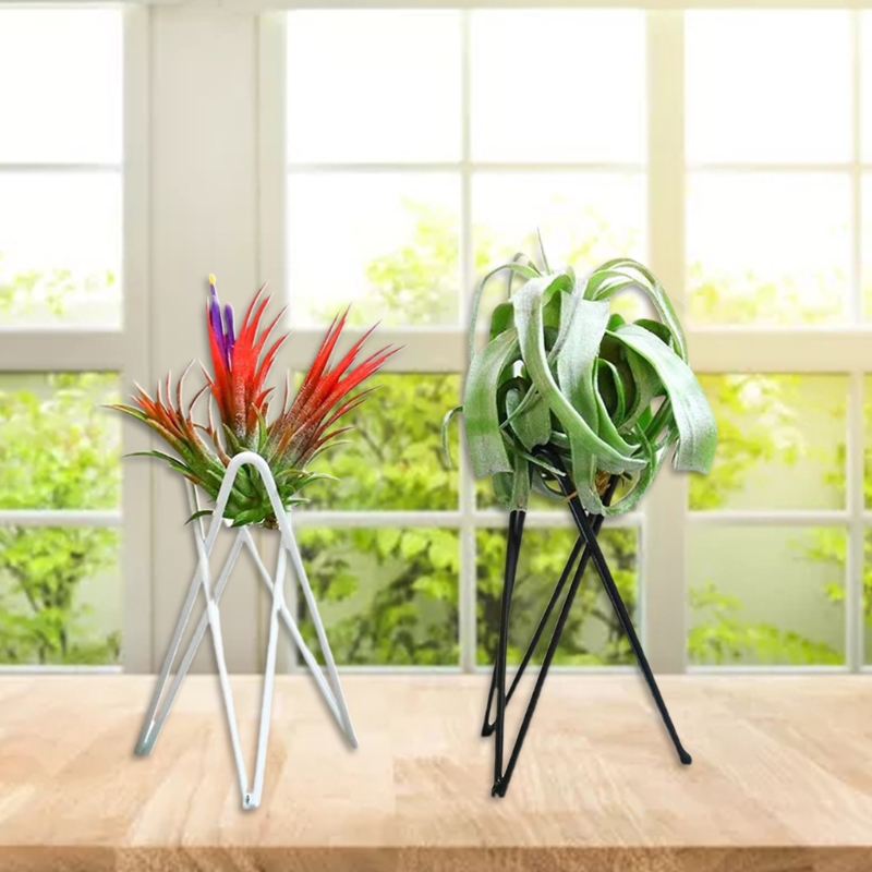Luftpflanzenhalter Metall Blum – Air Plant Tillandsia Bewertung und Preis