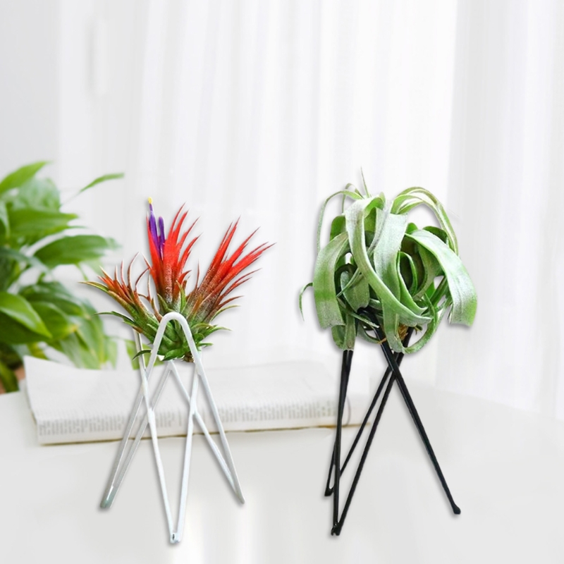 Luftpflanzenhalter Metall Blum – Air Plant Tillandsia Bewertung und Preis