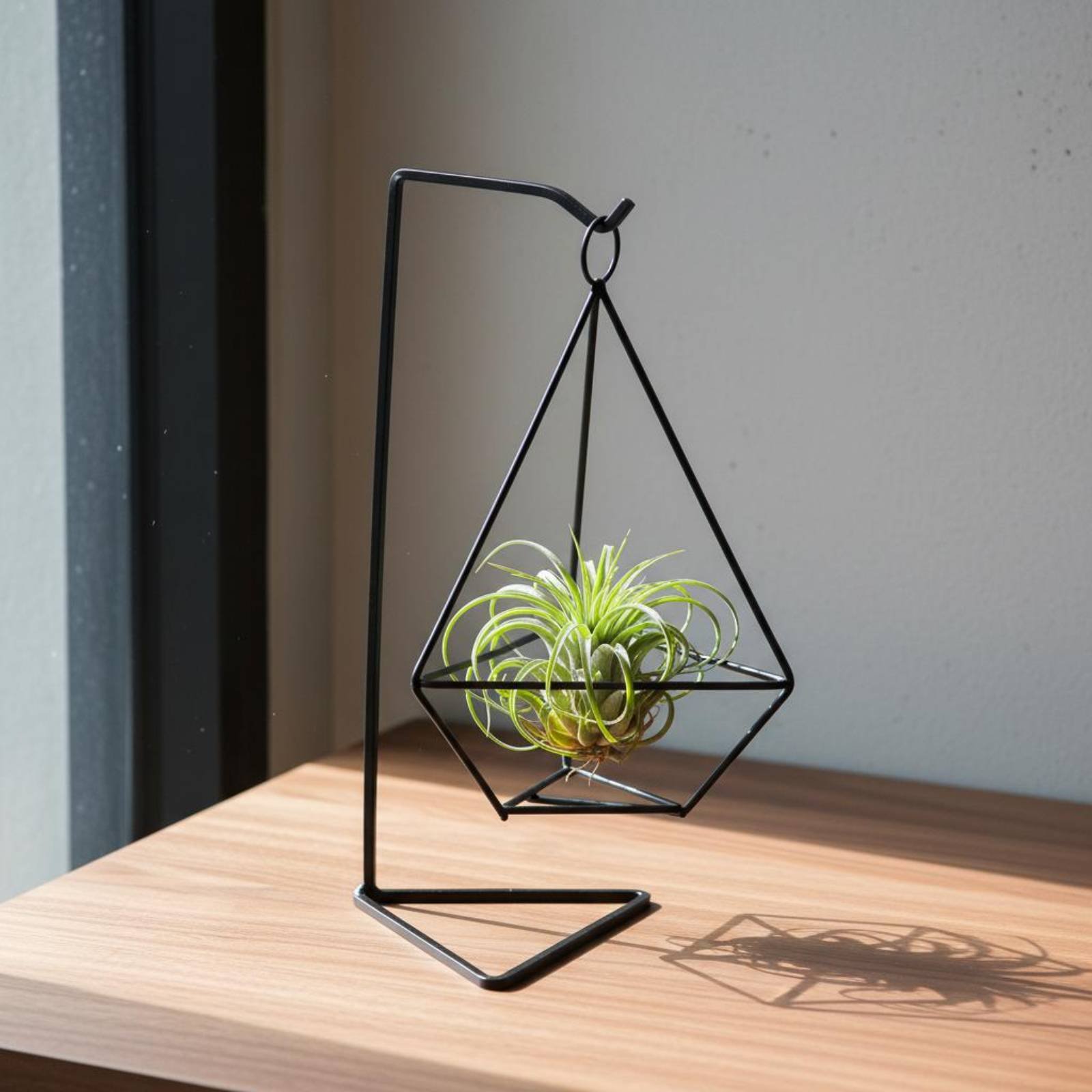 Geometrischer Luftpflanzenhalt – Air Plant Tillandsia Bewertung und Preis