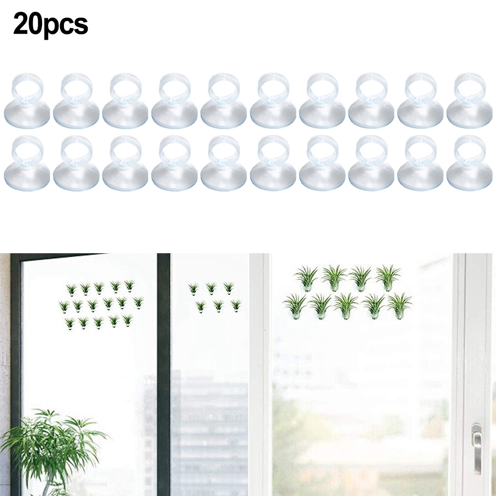 20 Stück Luftpflanzen-Montageh – Air Plant Tillandsia Bewertung und Preis