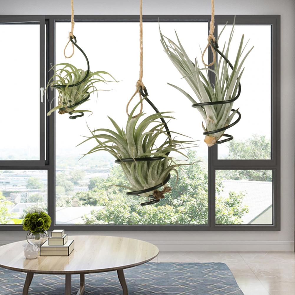 Pflanzenständer aus Metall, 6  – Air Plant Tillandsia Bewertung und Preis