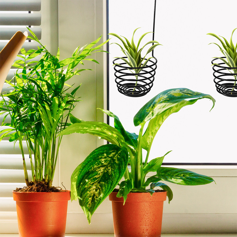 3 Stück Metall-Spiral-Luftpfla – Air Plant Tillandsia Bewertung und Preis