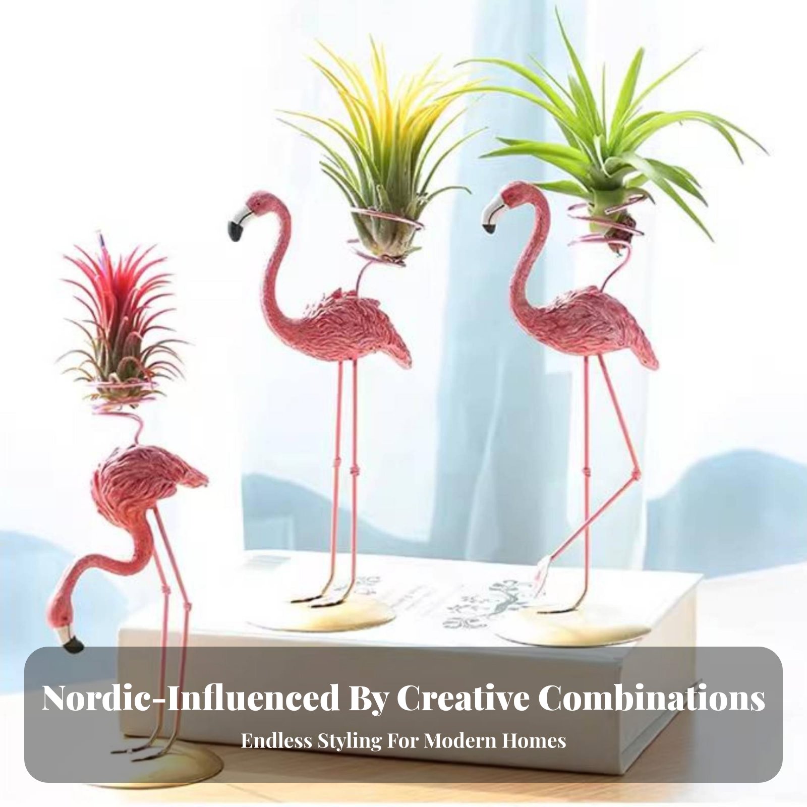 Geometrischer Tillandsia-Halte – Air Plant Tillandsia Bewertung und Preis
